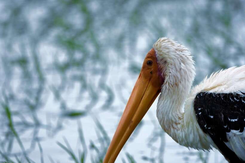 Arugambay :Pottuvil Lagoon Mangrove Eco Boat Safari Tours - Birdwatching among the mangroves