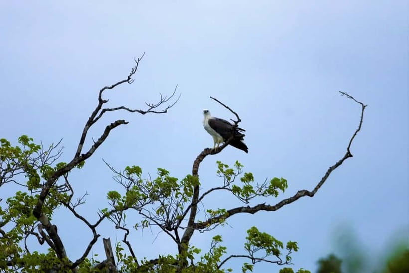 Arugambay :Pottuvil Lagoon Mangrove Eco Boat Safari Tours - Sunrise or sunset: which departure fits you?