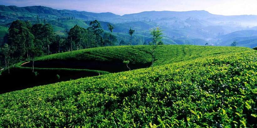 Bentota/Kalutara/Hikkaduwa/Galle/Mirissa: Day Trip to Ella - Why this Ella day trip works from the southwest coast
