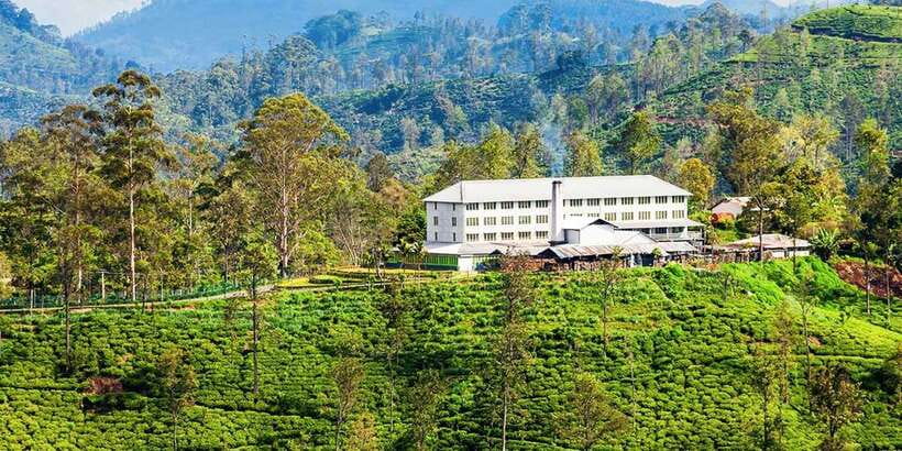 Bentota/Kalutara/Hikkaduwa/Galle/Mirissa: Day Trip to Ella - Halpewatte Tea Factory closes the day well