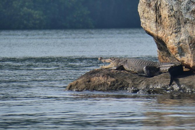 Bentota River Safari By BTM (Mangrove & Wildlife Encounter) - What the guides add to the experience