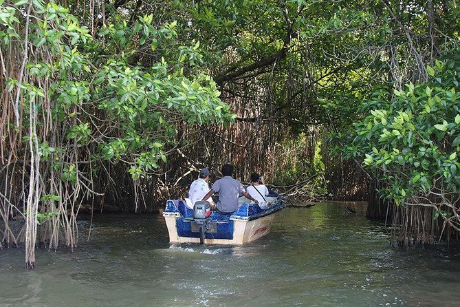 Bentota River Safari By BTM (Mangrove & Wildlife Encounter) - What the two-hour itinerary feels like