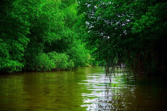 Bentota River Safari By BTM (Mangrove & Wildlife Encounter) - Who will enjoy this river safari most