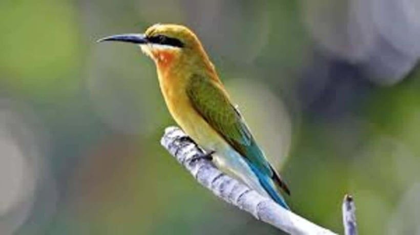 Bentota: River Safari with Hotel Pickup and Drop-Off - Through the mangroves and river bends