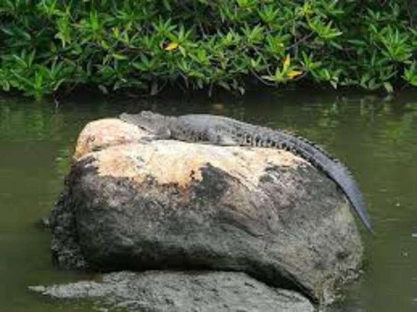 Bentota: River Safari with Hotel Pickup and Drop-Off - Is $28 good value?