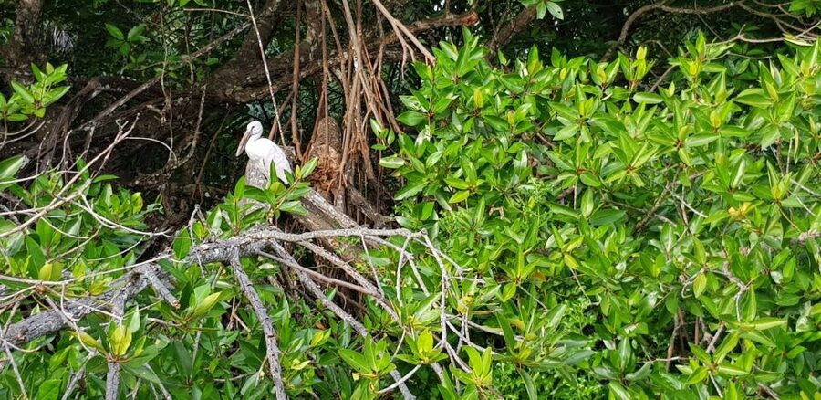 Bentota River Safari with Mangrove and Wildlife Encounter - Who will enjoy this safari most?