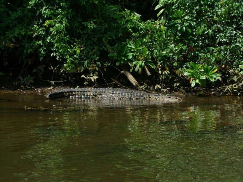 Bentota River Safari with Mangrove and Wildlife Encounter - Is $20 good value?