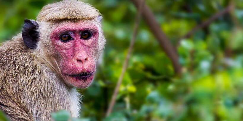 Bentota: Yala National Park Safari Jeep Tour in a 4x4 - Food, comfort, and what to carry