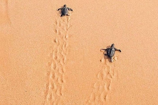 Best Of Sri lanka Tour (06 Days 05 Nights) - Kandy- N.Eliya -Bentota-Colombo - Sea turtles, Madu Ganga, and Galle at sunset