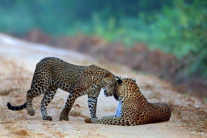 Best Value Yala Safari: Spot Leopards, Elephants & Bears (Shared) - Why Yala is worth a full morning or day