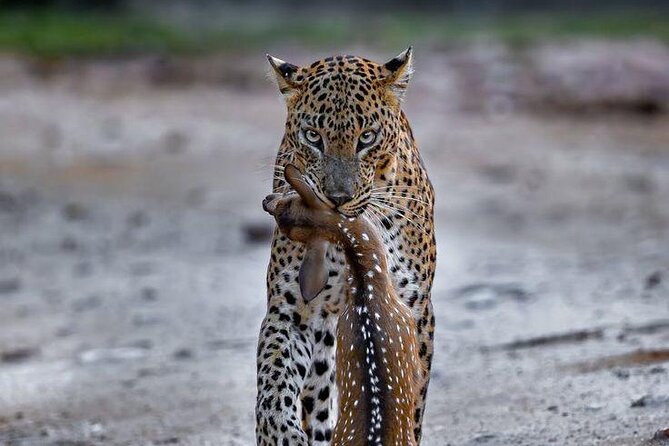 Best Value Yala Safari: Spot Leopards, Elephants & Bears (Shared) - The guides make the difference