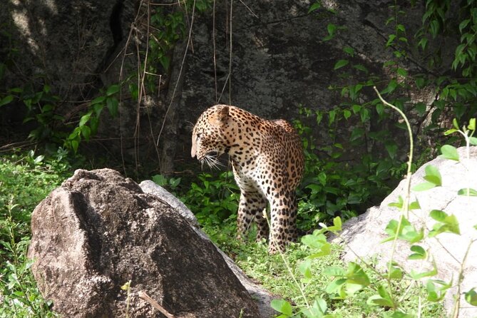 Best Value Yala Safari: Spot Leopards, Elephants & Bears (Shared) - The value of a $20 shared safari