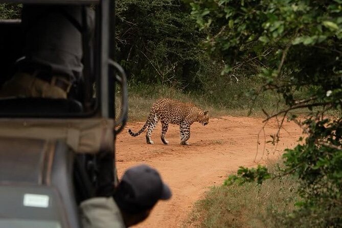 Best Value Yala Safari: Spot Leopards, Elephants & Bears (Shared) - Who should choose this safari