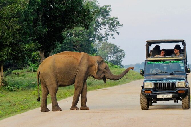 Best Value Yala Safari: Spot Leopards, Elephants & Bears (Shared) - Six hours or twelve hours in the park