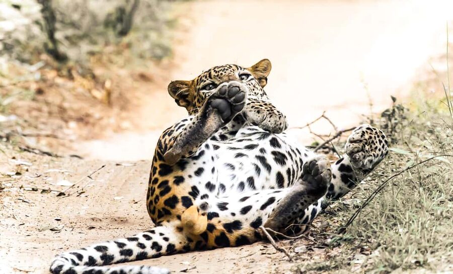 Budget Yala Safari with Accomadation & Meals Included - The full-day Yala safari from sunrise to sunset