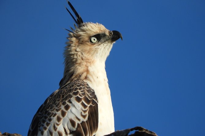 Bundala National Park Birds Watching Safari Tour - Key points at a glance