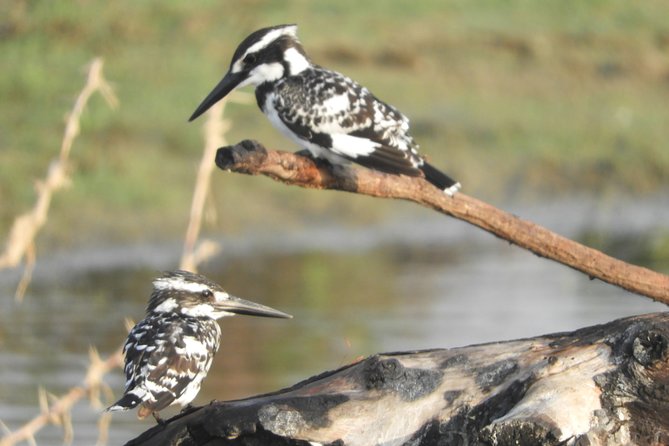 Bundala National Park Birds Watching Safari Tour - Why Bundala works so well for birdwatching