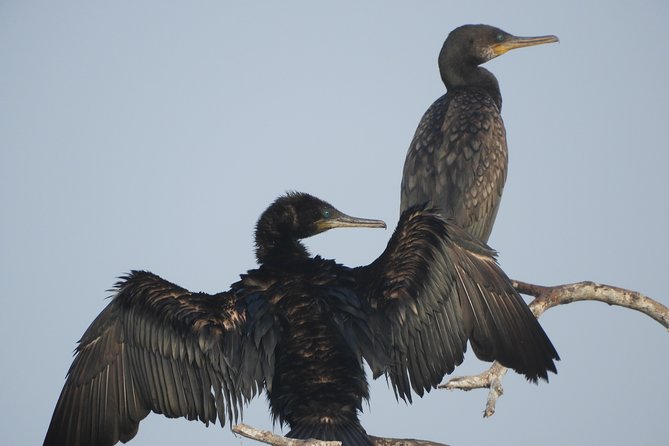 Bundala National Park Birds Watching Safari Tour - What else you might see besides birds