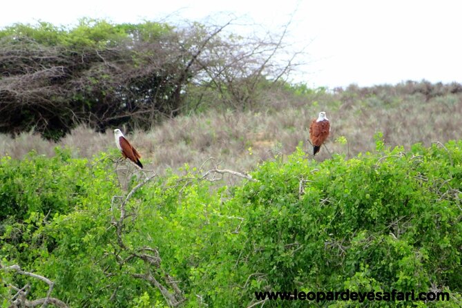 Bundala National Park Birds Watching Safari Tour - The value of the $34 price