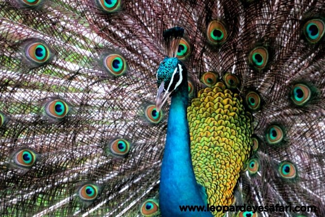 Bundala National Park Birds Watching Safari Tour - The guides make the difference