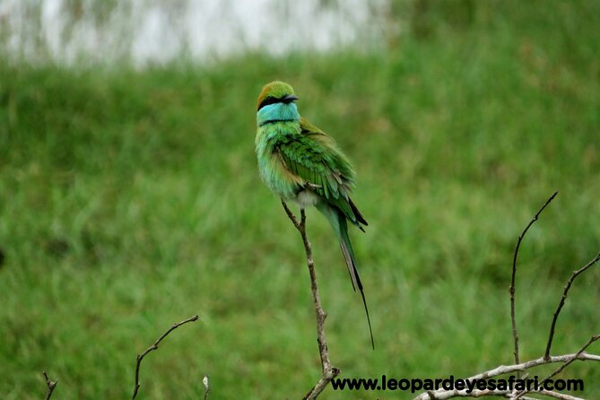 Bundala National Park Birds Watching Safari Tour - Who should book this safari