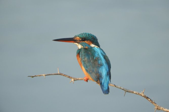 Bundala National Park Birds Watching Safari Tour - Entering Bundala’s wetlands