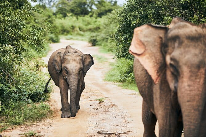 Bundala National Park by Ajith Safari - Key points about the Bundala safari