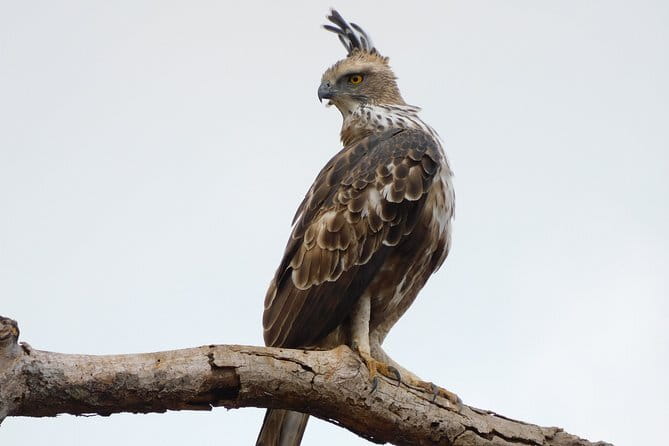 Bundala National Park by Ajith Safari - The first two-hour game drive