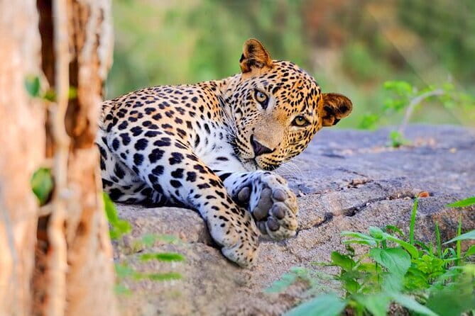 Bundala National Park by Ajith Safari - A 20 to 30-minute pause by the Indian Ocean