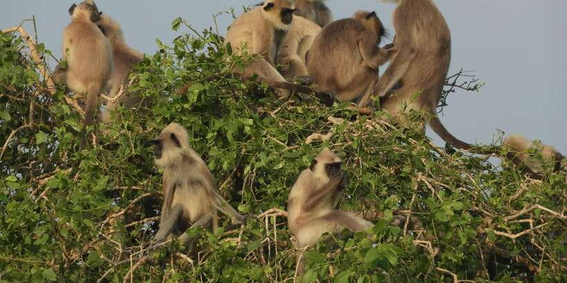 Bundala National Park Safari (PRIVATE TOURS) - Key points at a glance