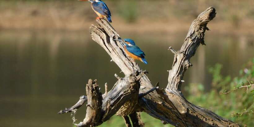 Bundala National Park Safari (PRIVATE TOURS) - My verdict on Yala Dreams Wild Safari Tours