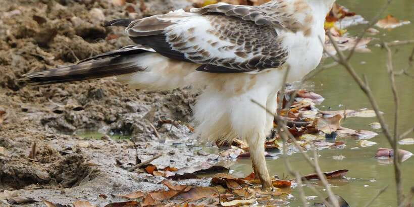 Bundala National Park Safari (PRIVATE TOURS) - Birdwatching is the main event