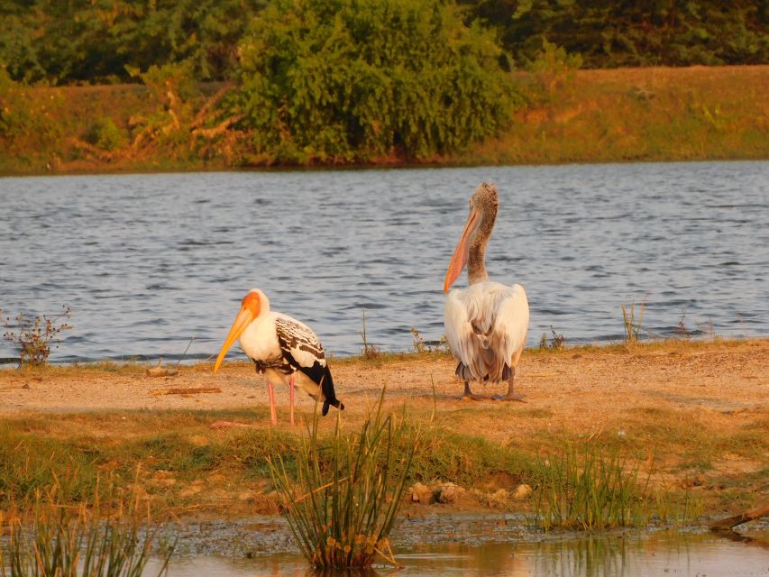 Bundala National Park Safari (PRIVATE TOURS) - Elephants, crocodiles, and smaller wildlife