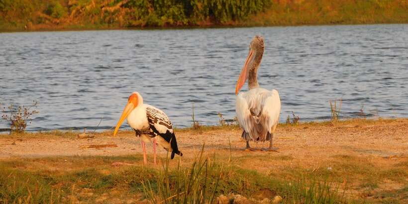 Bundala National Park Safari (PRIVATE TOURS) - What the guides add to the drive