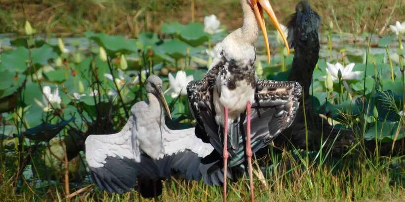 Bundala National Park Safari (PRIVATE TOURS) - The best time to book