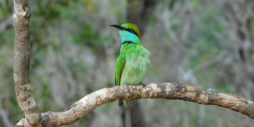 Bundala National Park Safari (PRIVATE TOURS) - Who should book this safari?