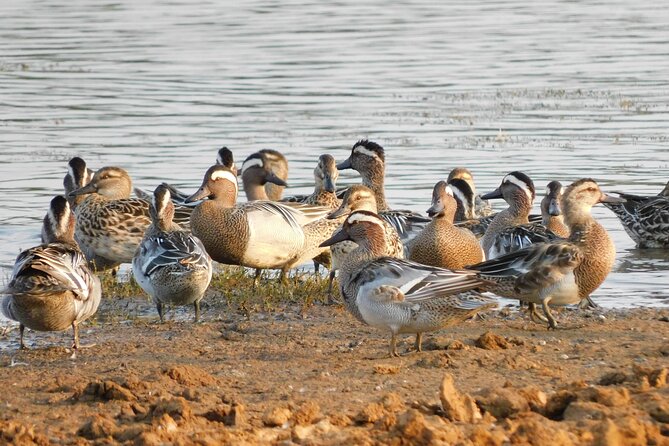 Bundala National Park Safari (PRIVATE TOURS)- Morning & Afternoon - What you will see around the wetlands