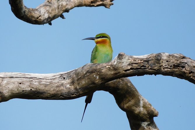 Bundala National Park Safari (PRIVATE TOURS)- Morning & Afternoon - Why a private jeep changes the experience