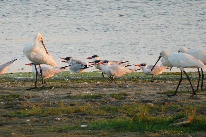 Bundala National Park Safari (PRIVATE TOURS)- Morning & Afternoon - Price, park fees, and overall value