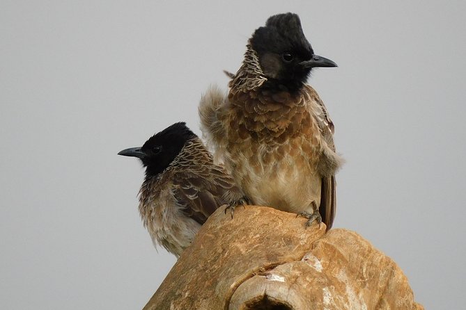 Bundala National Park Safari (PRIVATE TOURS)- Morning & Afternoon - Who will enjoy this Bundala safari most