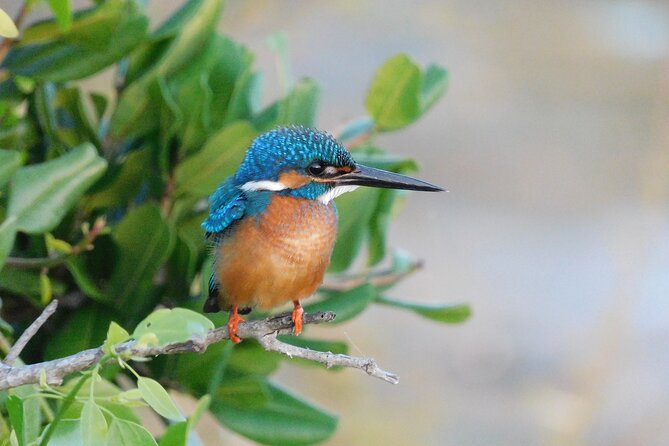 Bundala National Park Safari (PRIVATE TOURS)- Morning & Afternoon - Practical booking advice for Tissamaharama
