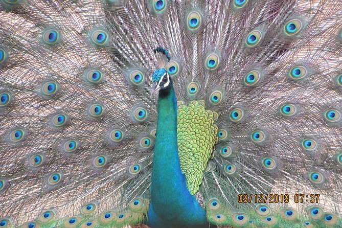 Bundala National Park Safari (PRIVATE TOURS)- Morning & Afternoon - Choosing the morning or afternoon departure