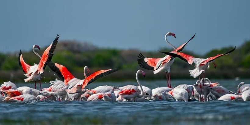 Bundala National Park Safari (PRIVATE TOURS) - The five-hour route through wetlands and coast