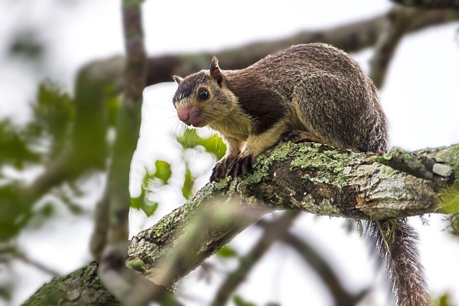 Colombo/Bentota/Kalutara/Ahungalla: Yala Safari Tour - What you might see beyond leopards