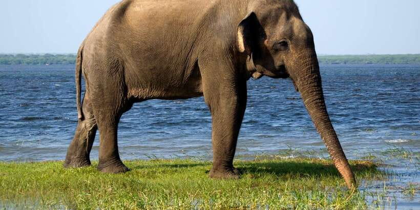 Colombo/Bentota/Kalutara/Ahungalla: Yala Safari Tour - From your hotel to Yala’s park gate
