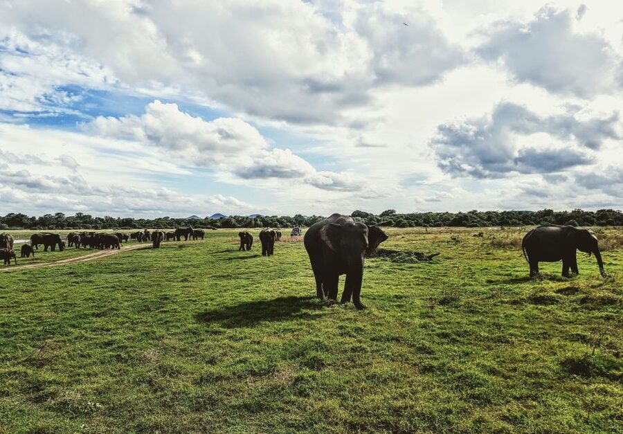 Colombo/Negombo: Sigiriya, Dambulla, and Minneriya Safari - Should you book it?