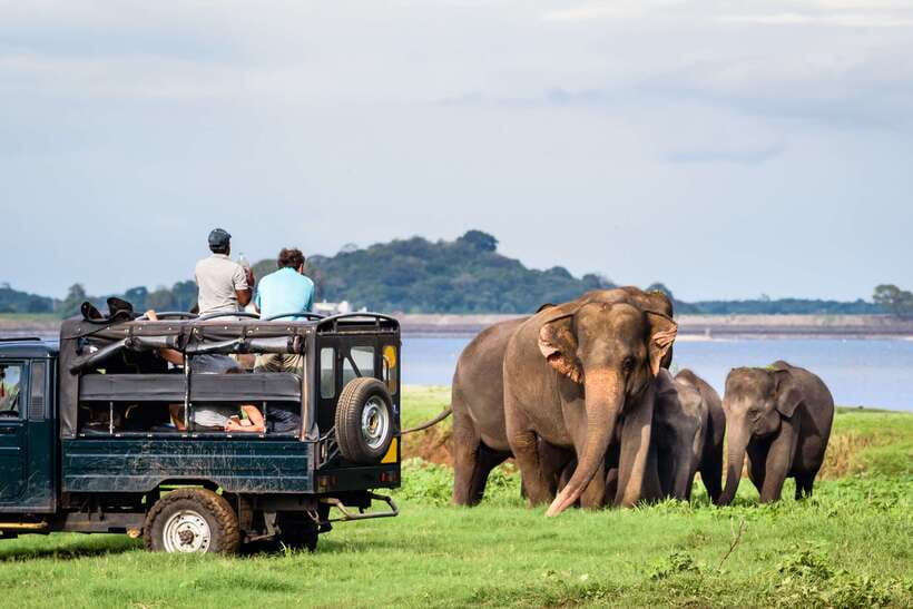 Colombo/Negombo: Sigiriya, Dambulla, and Minneriya Safari - Who should book this day trip