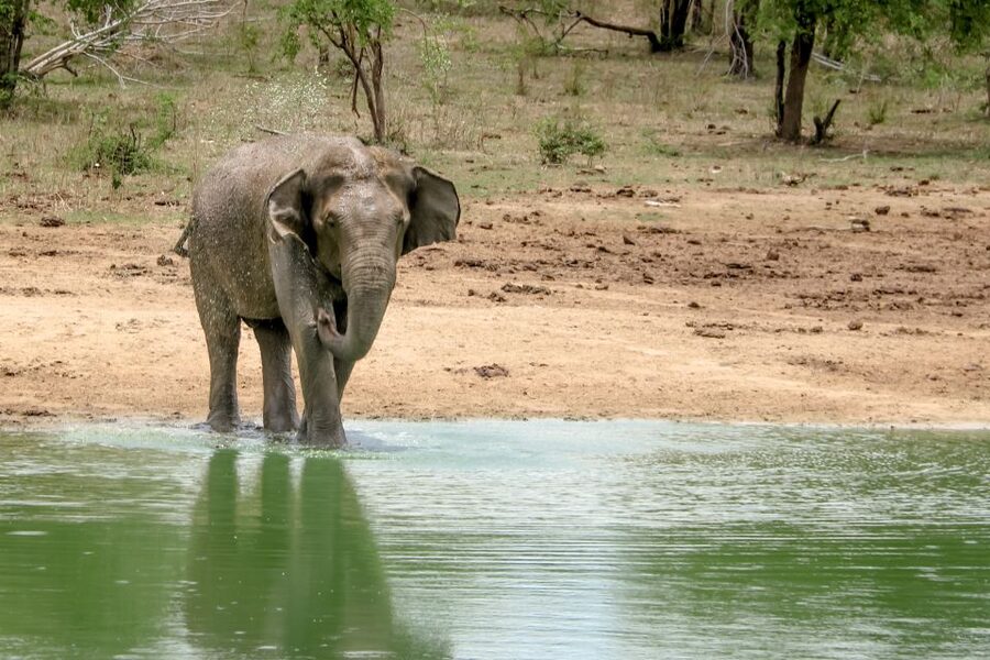 Colombo/Negombo: Sigiriya, Kandy, Ella 3-Day Trip with Train - FAQ