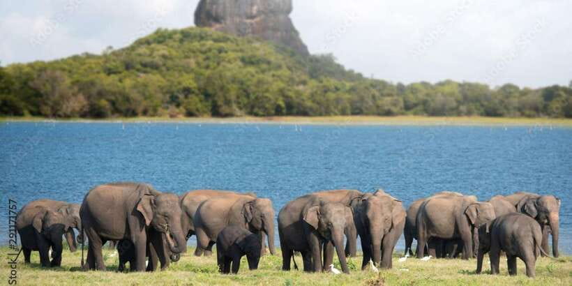 Colombo/Negombo to Sigiriya, Dambulla & Jeep Safari Day Tour - Key points at a glance