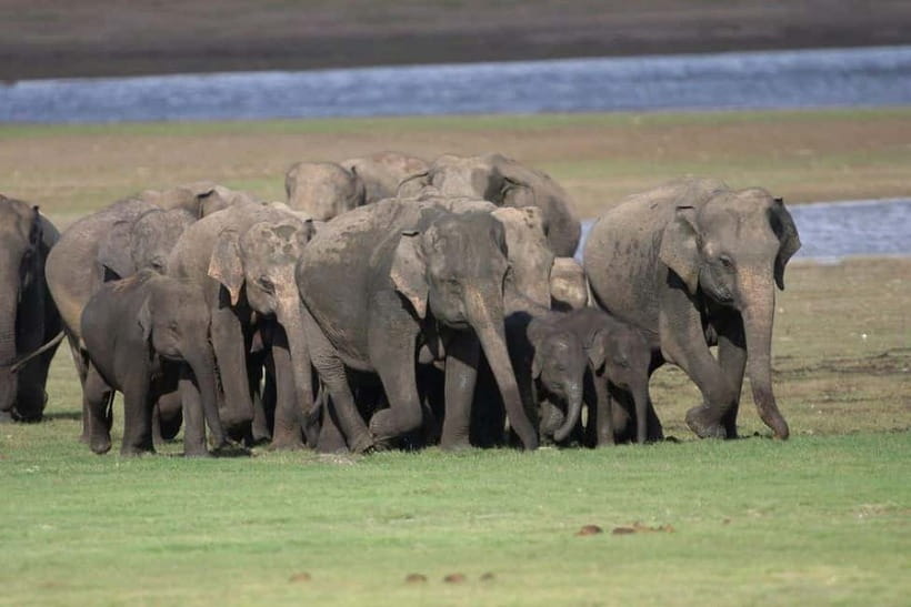 Colombo: Sigiriya, Dambulla Caves, & Wildlife Day Tour - The main problems to watch for